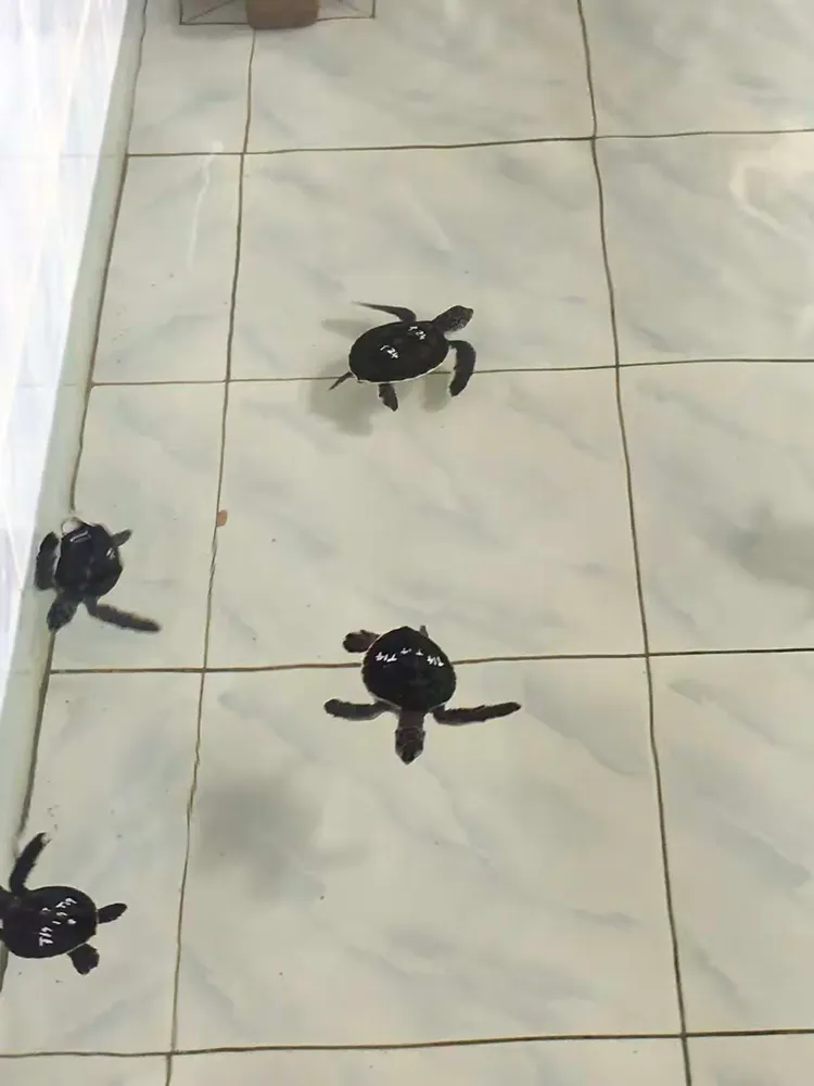 九游官网-网球夜战：海滨天虎队淘汰对手燕山霹雳队，临门一脚致胜战术板得到兑现的简单介绍